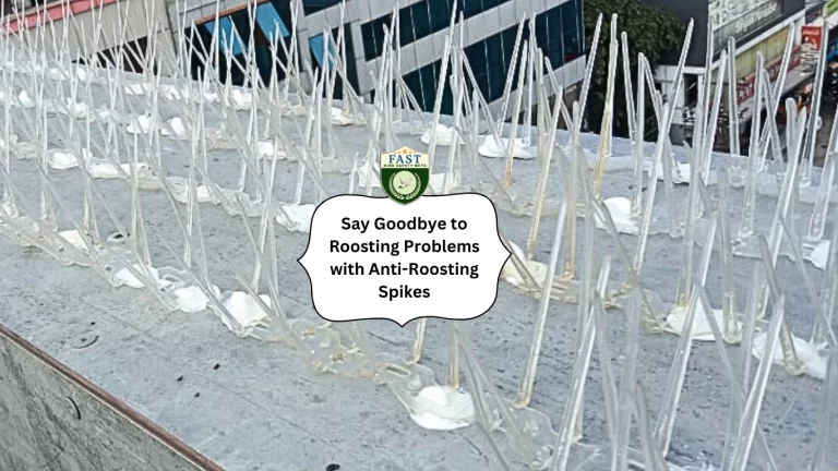 Say Goodbye to Roosting Problems with Anti-Roosting Spikes
