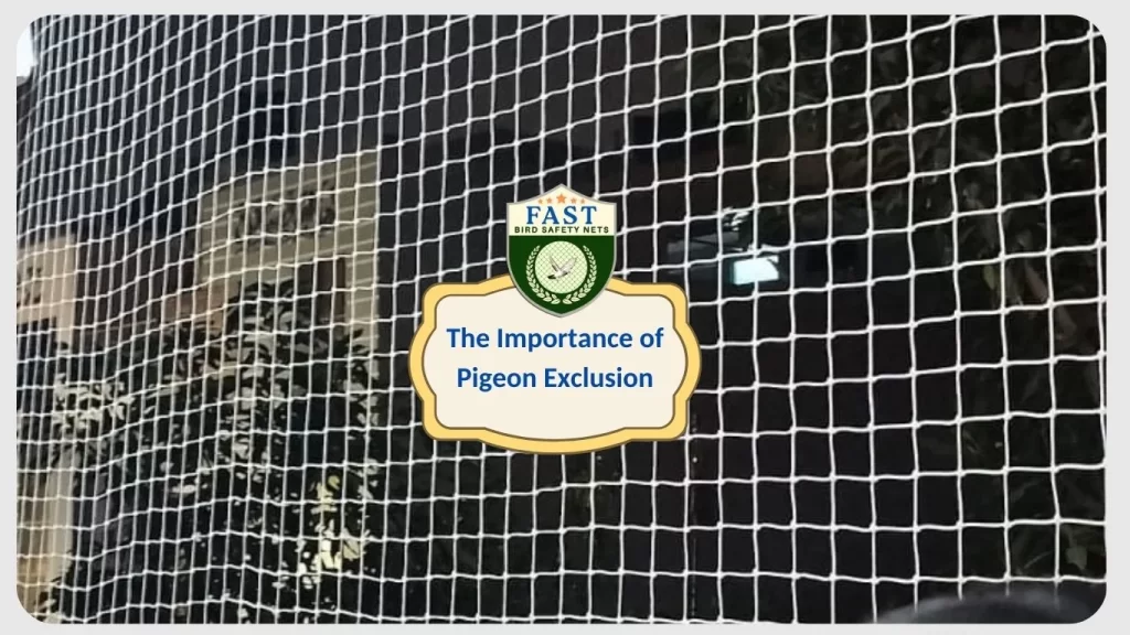 importance of pigeon exclusion