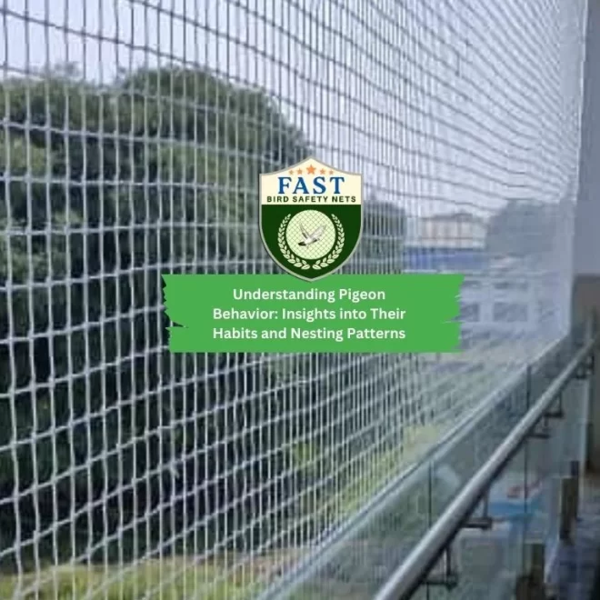 Understanding Pigeon Behavior: Insights into Their Habits and Nesting Patterns