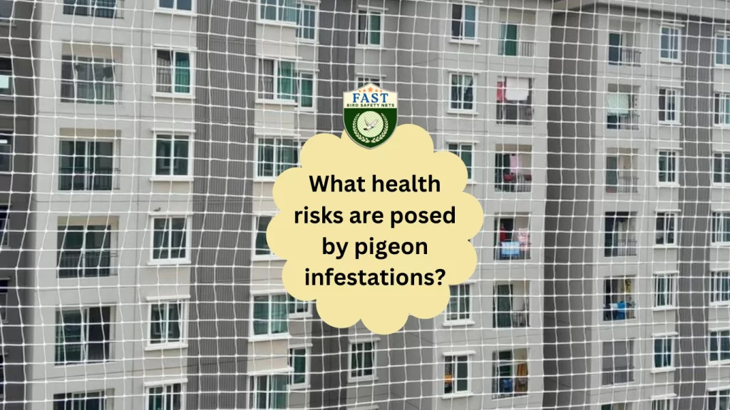 What Health Risks Posed by Pigeon Infestations