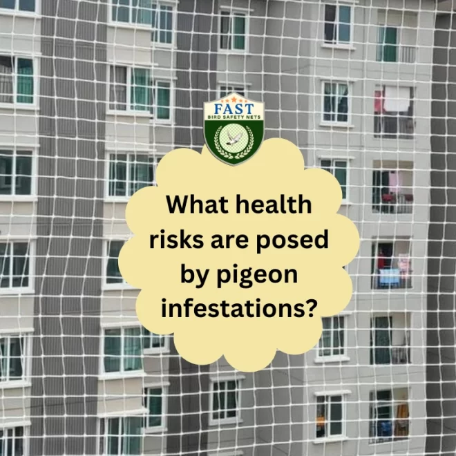 What health risks are posed by pigeon infestations?