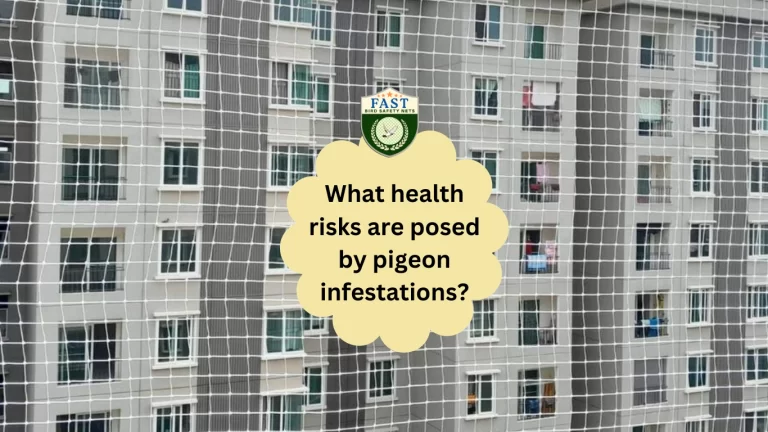 What health risks are posed by pigeon infestations?