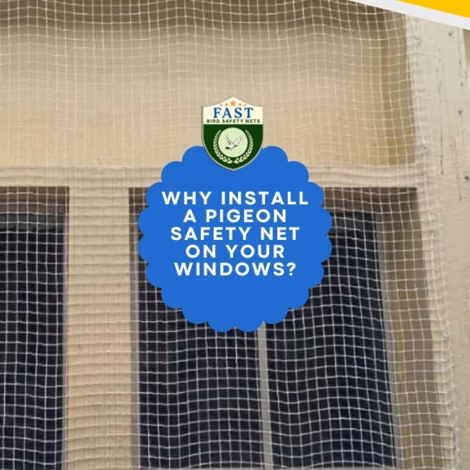 Why Install a pigeon safety net on your windows?