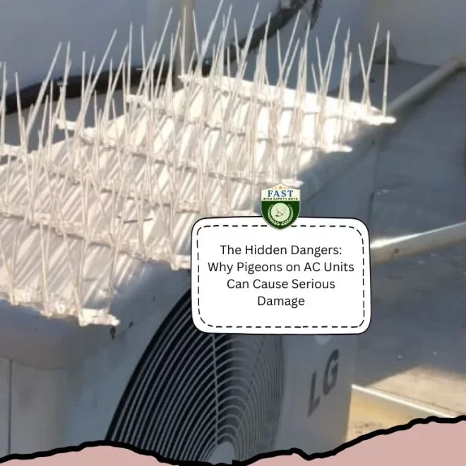 The Hidden Dangers: Why Pigeons on AC Units Can Cause Serious Damage