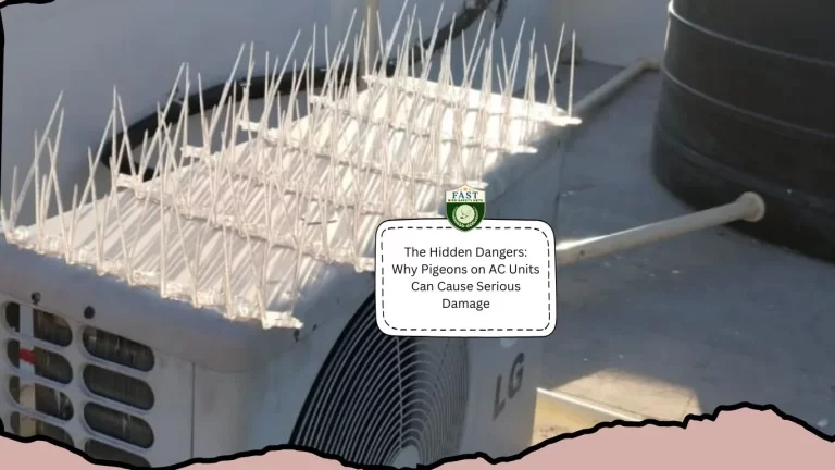 The Hidden Dangers: Why Pigeons on AC Units Can Cause Serious Damage