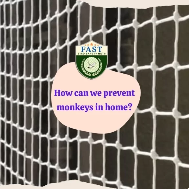 How can we prevent monkeys in home?