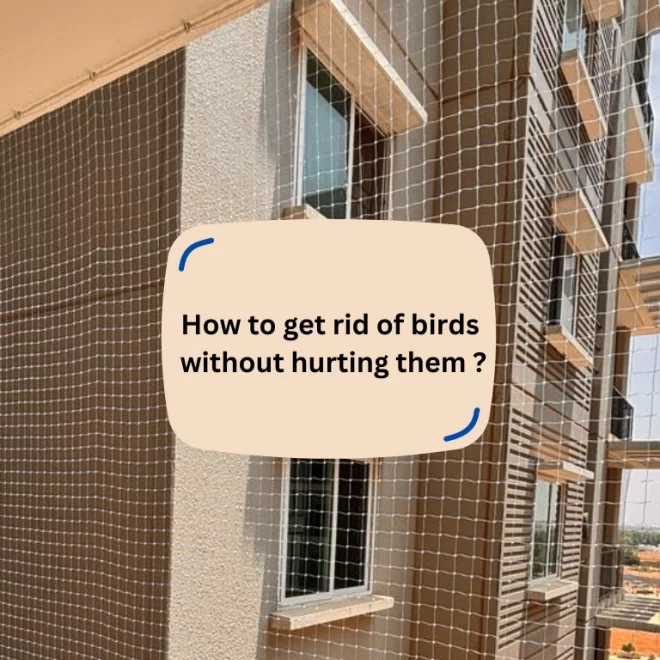 How to get rid of birds without hurting them?