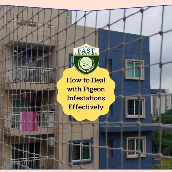 How to Deal with Pigeon Infestations Effectively