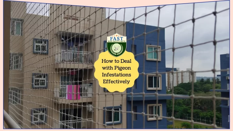 How to Deal with Pigeon Infestations Effectively