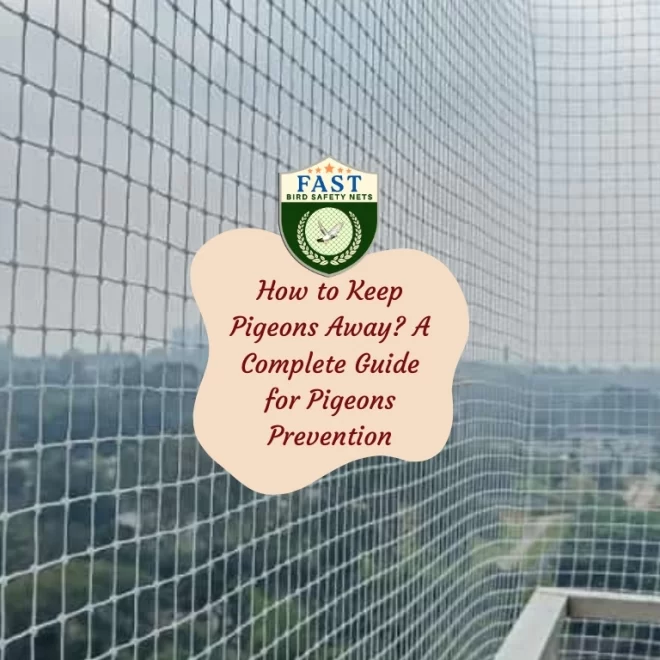 How to Keep Pigeons Away? A Complete Guide for Pigeon Prevention