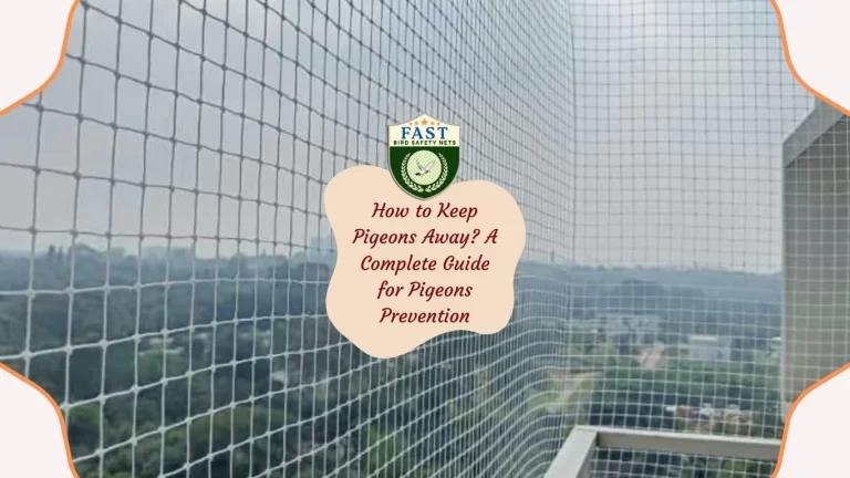 How to Keep Pigeons Away? A Complete Guide for Pigeon Prevention
