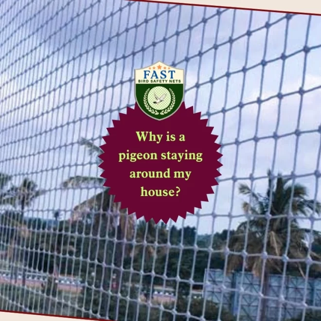 Why is a pigeon staying around my house?