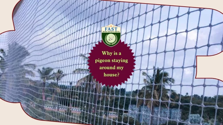 Why is a pigeon staying around my house?