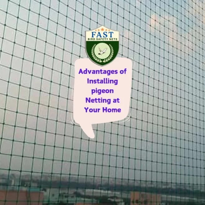 Advantages of Installing pigeon Netting at Your Home