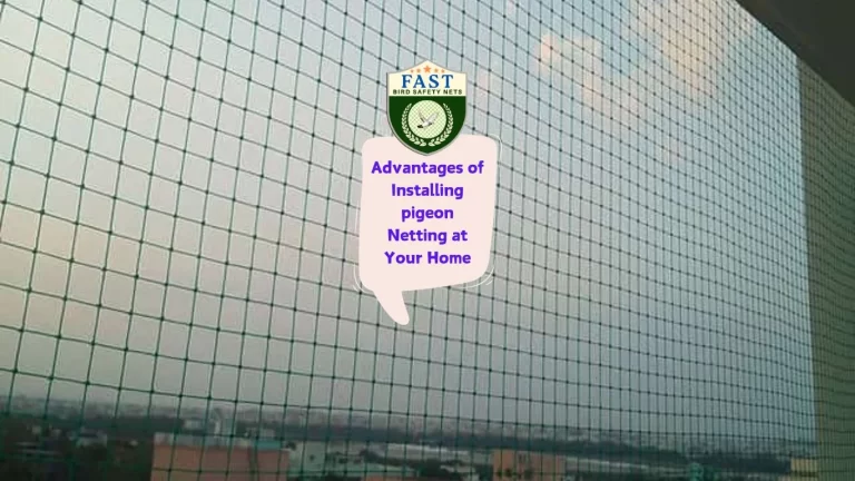 Advantages of Installing pigeon Netting at Your Home