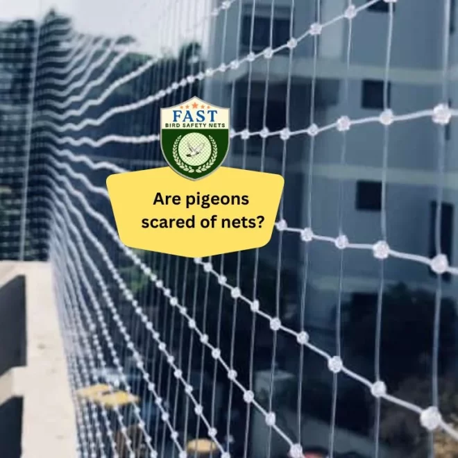 Are pigeons scared of nets?