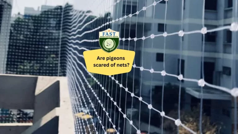Are pigeons scared of nets?