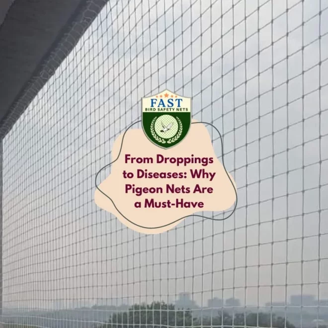 From Droppings to Diseases: Why Pigeon Nets Are a Must-Have