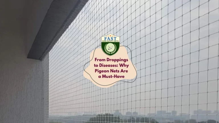 From Droppings to Diseases: Why Pigeon Nets Are a Must-Have