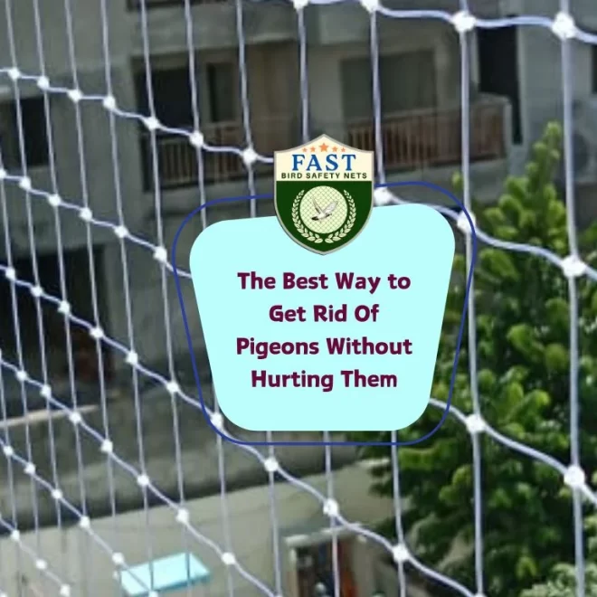 The Best Way to Get Rid Of Pigeons Without Hurting Them