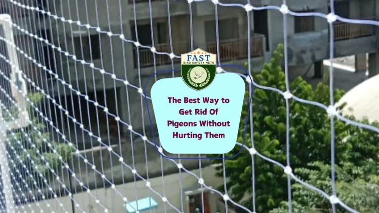The Best Way to Get Rid Of Pigeons Without Hurting Them