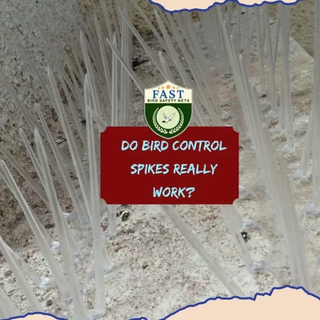 Do bird control spikes really work?