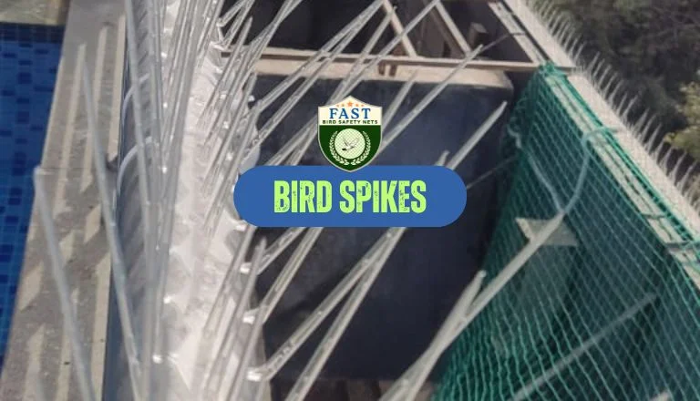 Bird Spikes