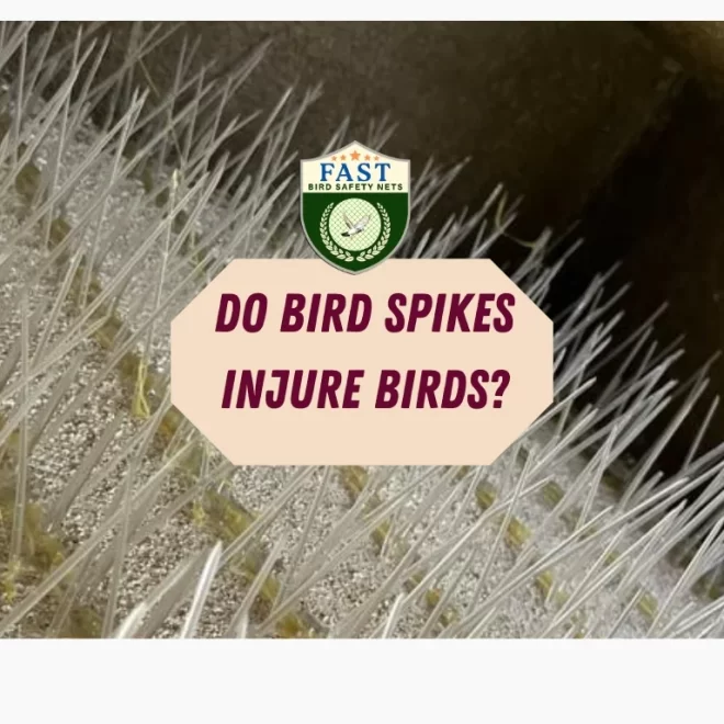 Do bird spikes injure birds?