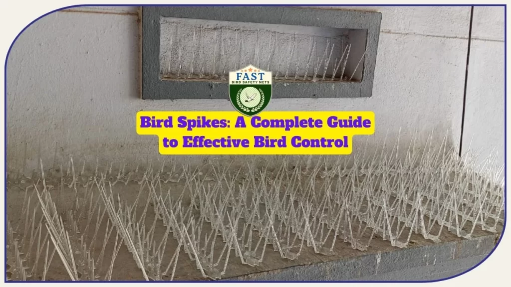 Bird Spikes are a complete guide to effective bird control