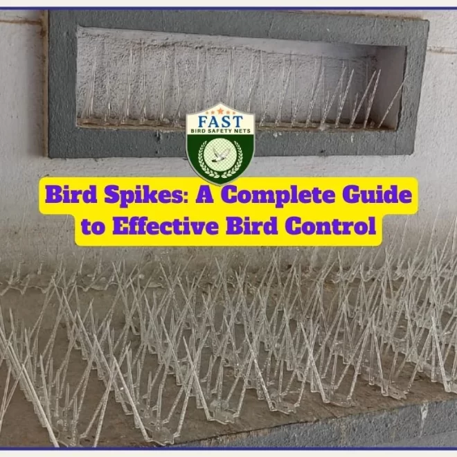 Bird Spikes: A Complete Guide to Effective Bird Control