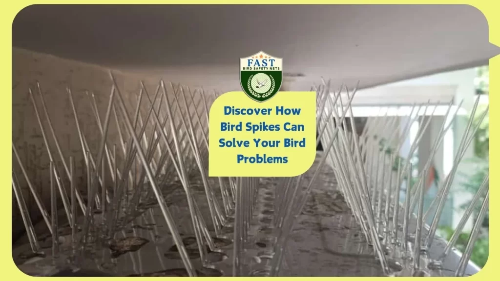 Bird Spikes can Solve your Bird Problems