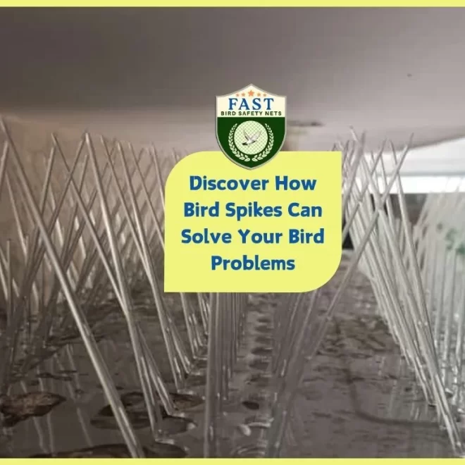 Discover How Bird Repellent Spikes Can Solve Your Bird Problems