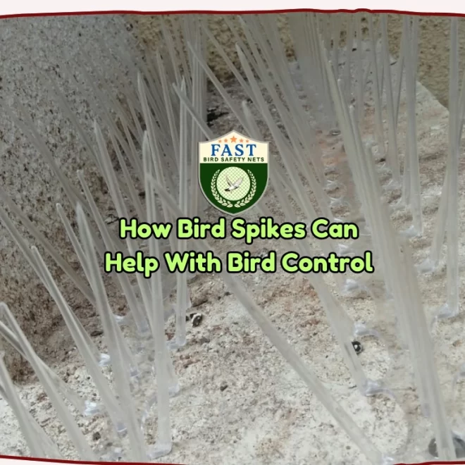 How Bird Spikes Can Help With Bird Control