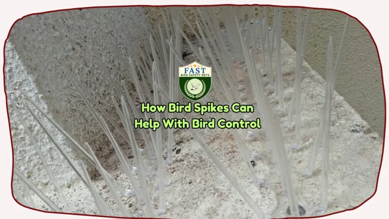 How Bird Spikes Can Help With Bird Control