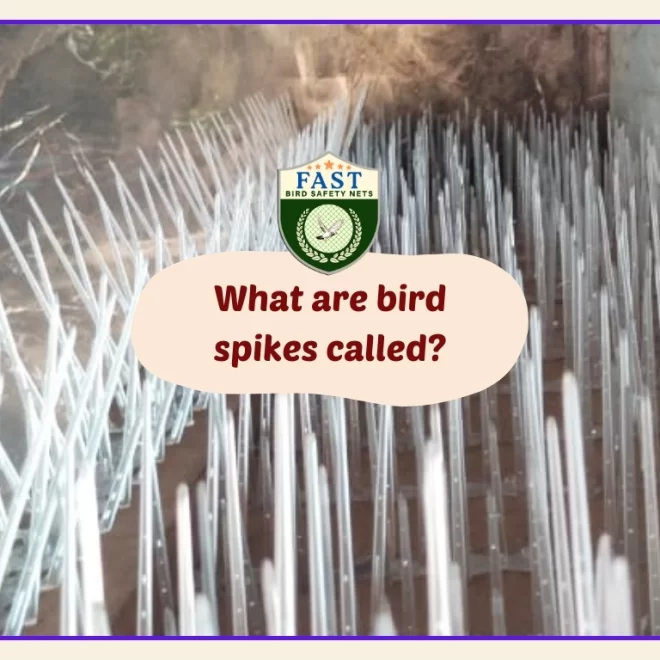 What are bird spikes called?