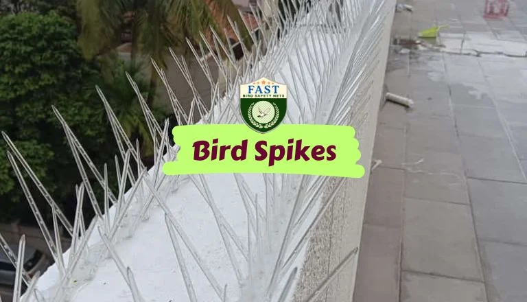 Bird Spikes Near Me