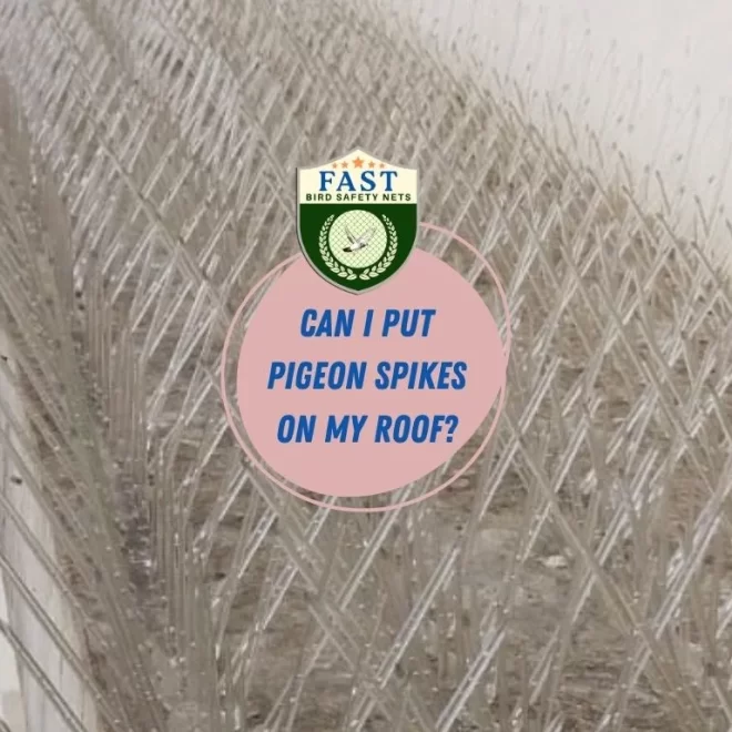 Can I put pigeon spikes on my roof?