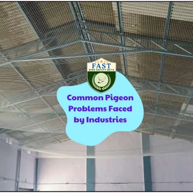 Common Pigeon Problem Faced by Industries