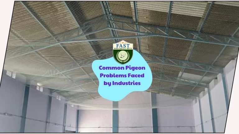 Common Pigeon Problem Faced by Industries