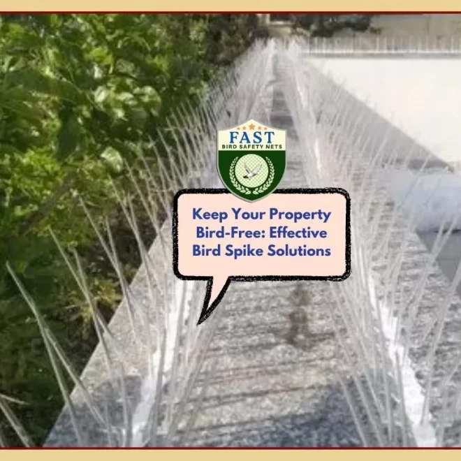Keep Your Property Bird-Free: Effective Bird Spike Solutions