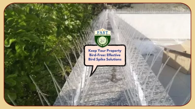 Keep Your Property Bird-Free: Effective Bird Spike Solutions