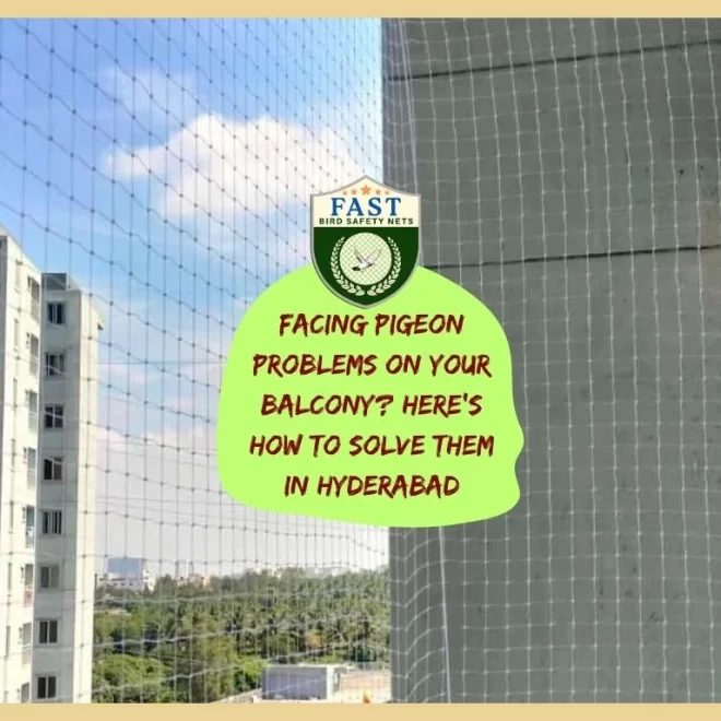 Facing Pigeon Problems on Your Balcony? Here’s How to Solve Them in Hyderabad