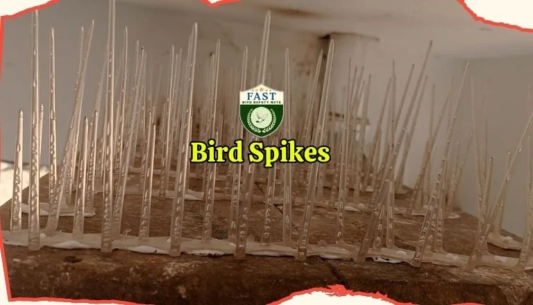  Bird Spikes Fixing