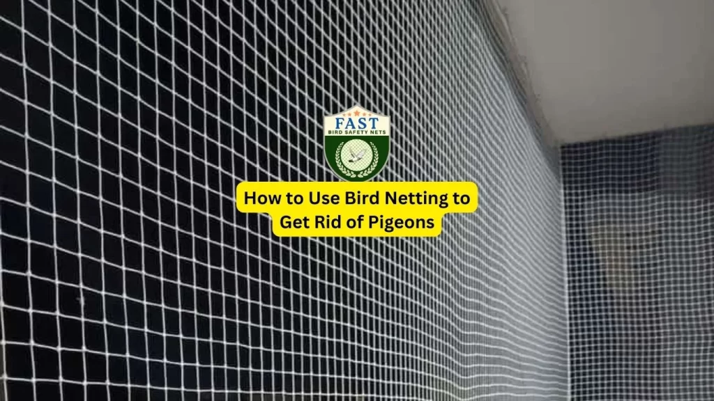 How to Use Bird Netting to Get Rid of Pigeons