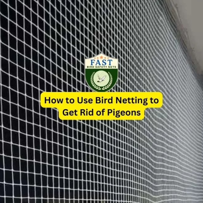 How to Use Bird Netting to Get Rid of Pigeons