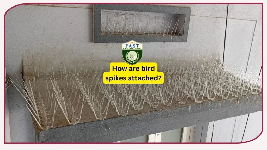 How are bird spikes attached