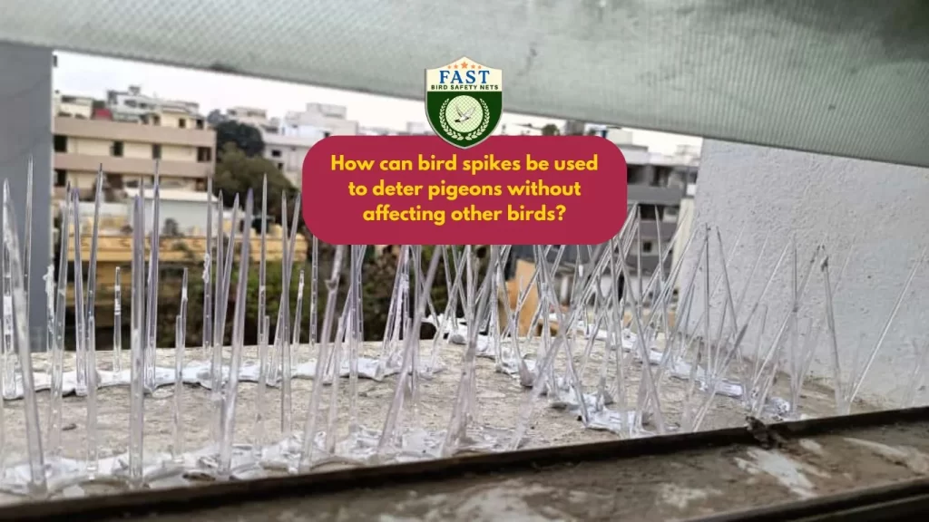 How can bird spikes be used to deter pigeons without affecting other birds?