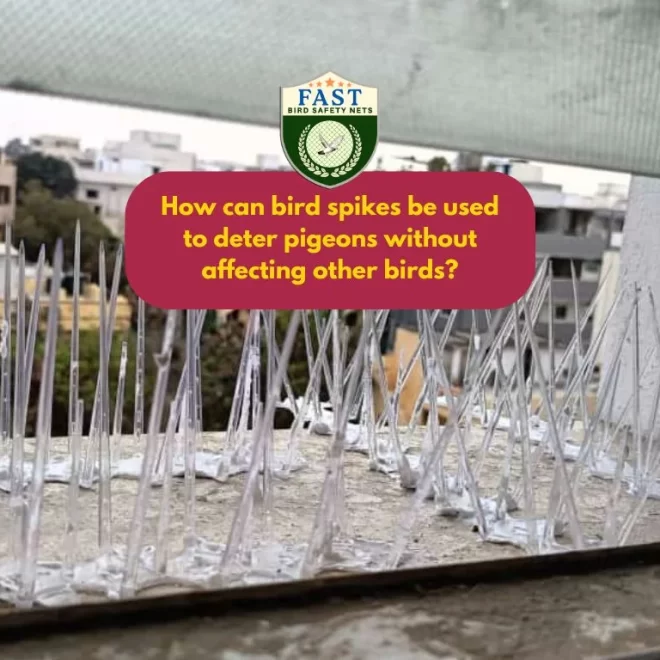 How can bird deterrent spikes be used to deter pigeons without affecting other birds?