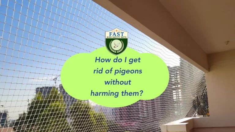 How do I get rid of pigeons without harming them?