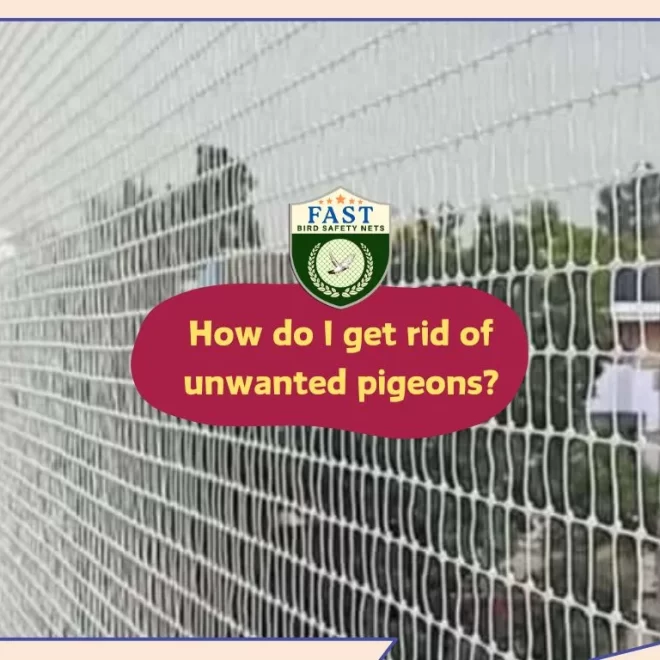 How do I get rid of unwanted pigeons?